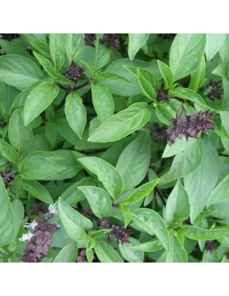 Basilic réglisse