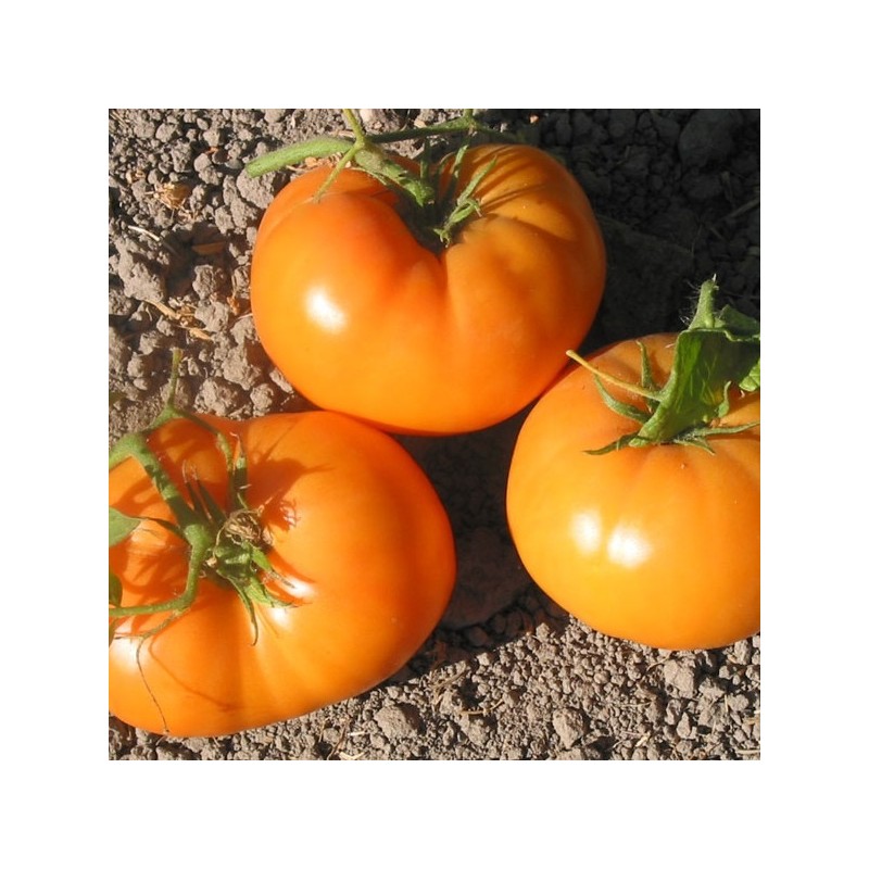 Graine de tomate ancienne Dr Wyche's Yellow