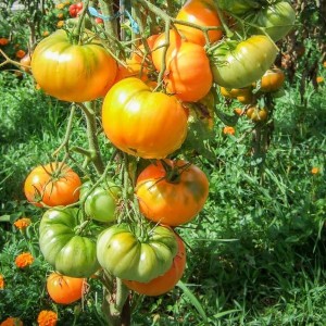 Graine de tomate ancienne Dr Wyche's Yellow