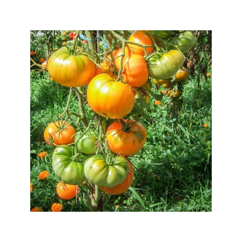 Graine de tomate ancienne Dr Wyche's Yellow