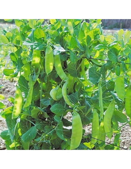 Pois mangetout Bamby