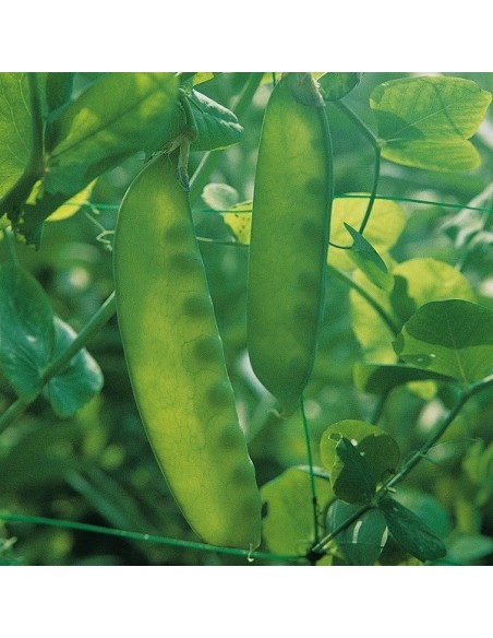 Pois mangetout Carouby de Maussane