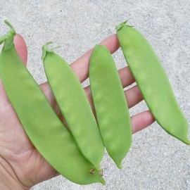Pois mangetout Carouby de Maussane