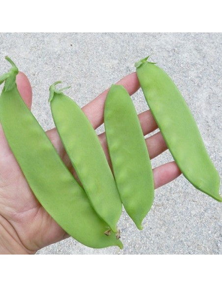 Pois mangetout Carouby de Maussane
