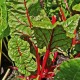 Graines Poirée Rhubarb Chard à carde rouge