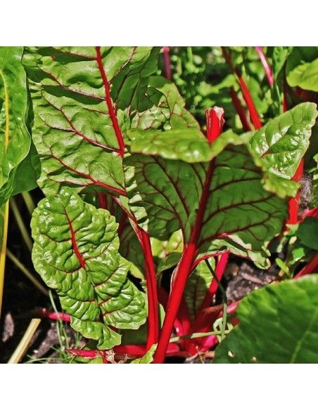 Graines Poirée Rhubarb Chard à carde rouge