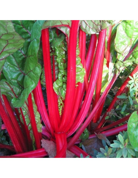 Graines Poirée Rhubarb Chard à carde rouge