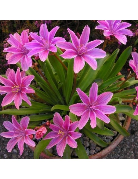 Lewisia longipetala 'Little Plum'