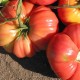 Tomate Dutchman (tomate ancienne)