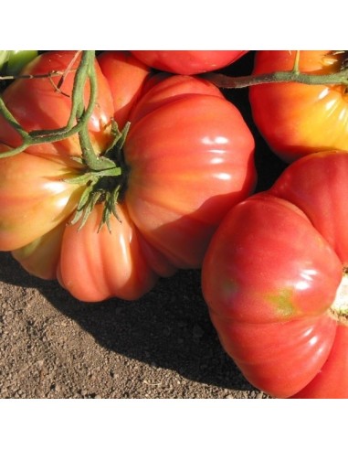 Tomate Dutchman (tomate ancienne)