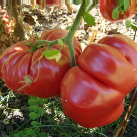 BIO 30 graines de tomate DUTCHMAN 