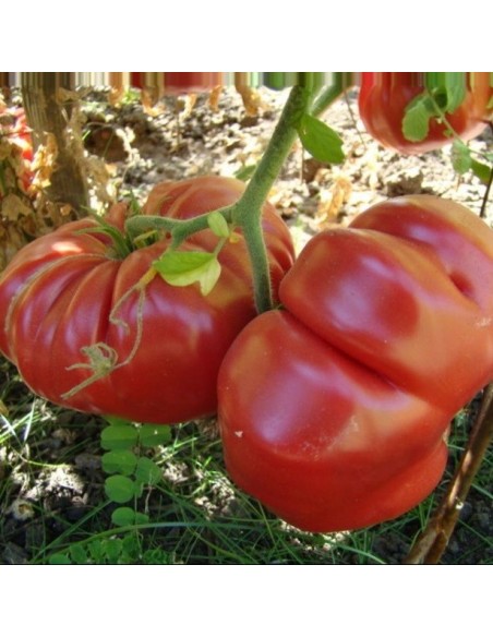 Tomate Dutchman (tomate ancienne)