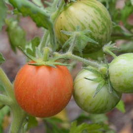 Tomate Elberta Peach (tomate ancienne)