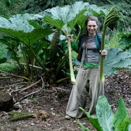 Gunnera maricata (Rhubarbe géante)