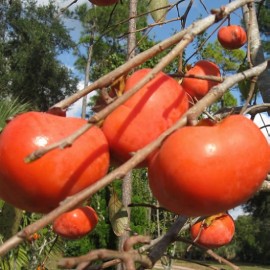 Japanese Persimmon (Kaki, Plaqueminier)