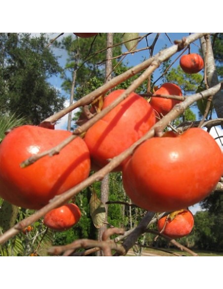 Japanese Persimmon (Kaki, Plaqueminier)