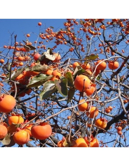 Japanese Persimmon (Kaki, Plaqueminier)