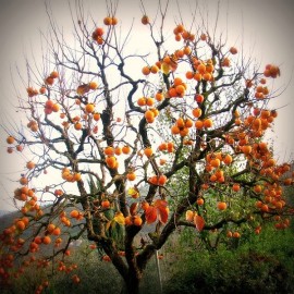 Japanese Persimmon (Kaki, Plaqueminier)