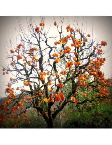 Japanese Persimmon (Kaki, Plaqueminier)