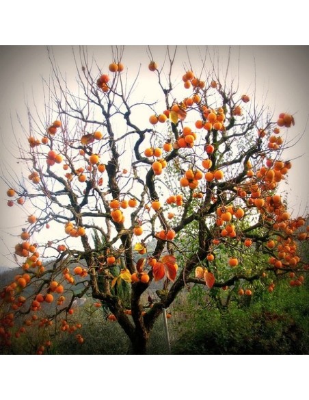 Japanese Persimmon (Kaki, Plaqueminier)
