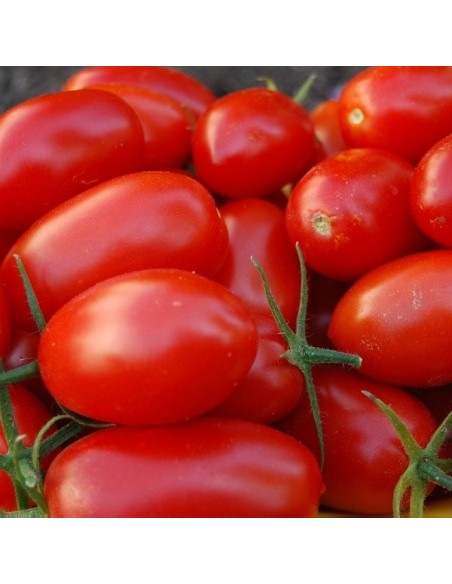 Tomate Rio grande