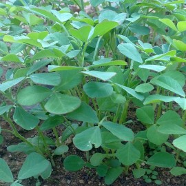 Fenugrec (Trigonelle)