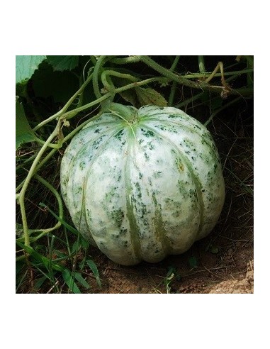 Melon Délice de la table