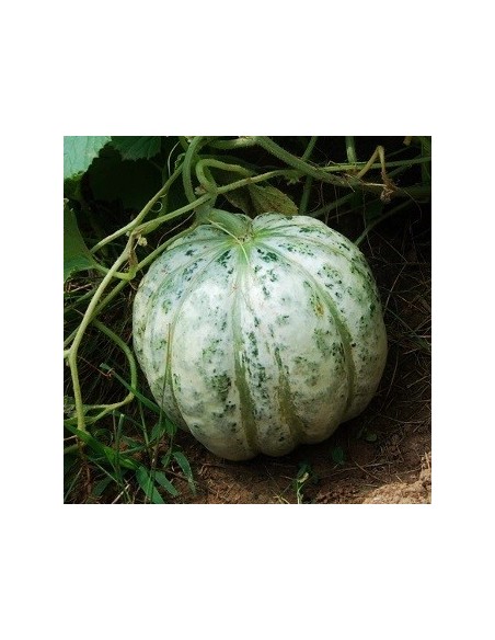 Melon Délice de la table