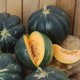Melon Noir des carmes