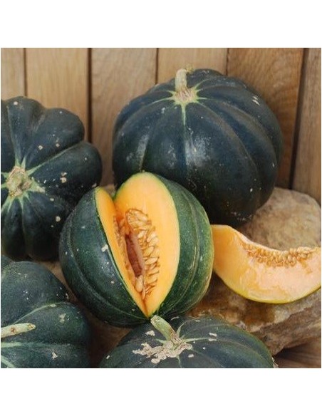 Melon Noir des carmes