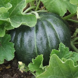 Melon Noir des carmes