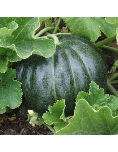 Melon Noir des carmes