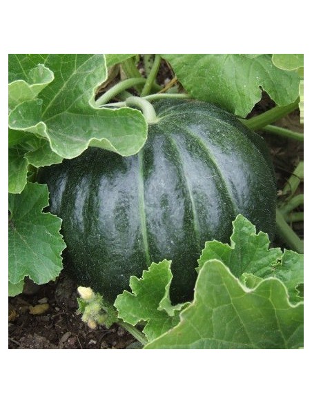 Melon Noir des carmes