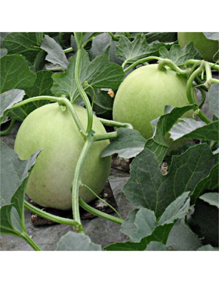 Graines Melon vert Honey Dew