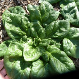 Epinard Monstrueux de Viroflay