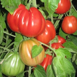 Tomate Red Pear (tomate ancienne)