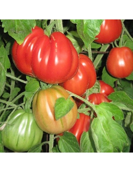 Tomate Red Pear