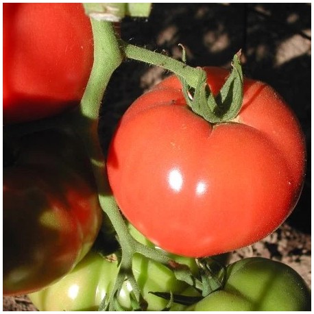 Tomate Rose de Berne (tomate ancienne)
