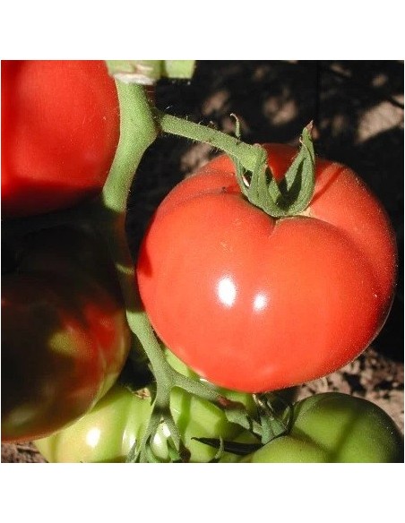 Tomate Rose de Berne (tomate ancienne)