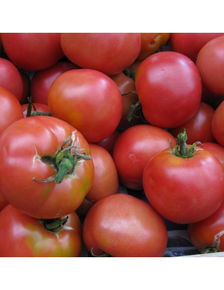 Tomate Rose de Berne (tomate ancienne)