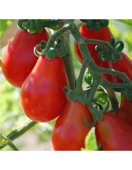 Tomate Poire Rouge (tomate cerise ancienne)