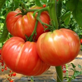 Tomate Marmande (tomate ancienne)