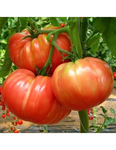 Graine tomate Marmande (tomate ancienne)