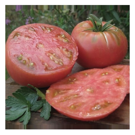 Tomate Ponderosa (tomate ancienne)