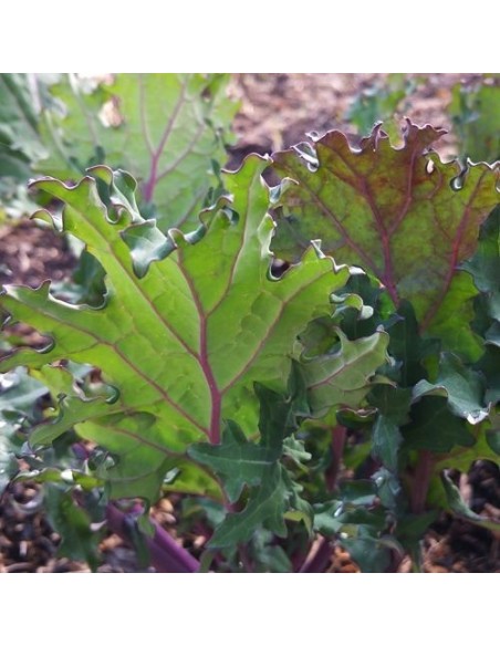 Chou Kale Red Russian