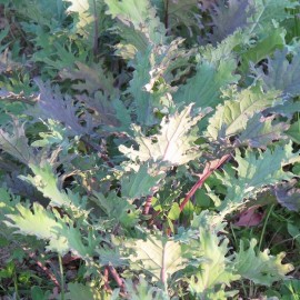 Chou Kale Red Russian