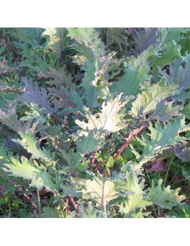 Chou Kale Red Russian