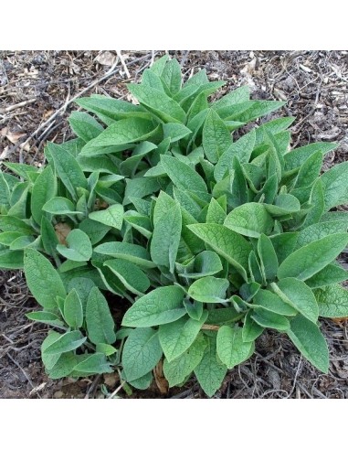 Consoude (engrais vert)