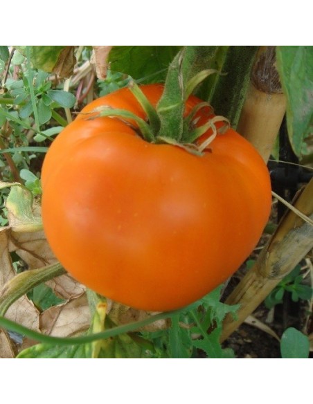 Tomate Orange Queen