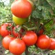 Tomate Saint Pierre (tomate ancienne)